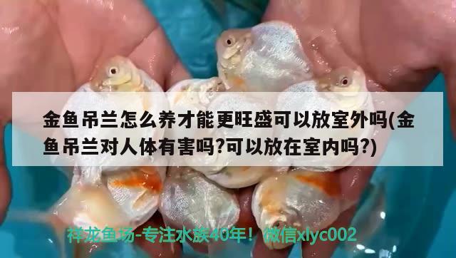 金魚吊蘭怎么養(yǎng)才能更旺盛可以放室外嗎(金魚吊蘭對人體有害嗎?可以放在室內(nèi)嗎?)