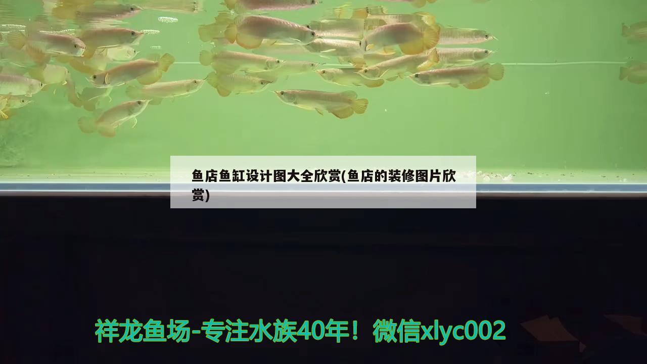 魚店魚缸設計圖大全欣賞(魚店的裝修圖片欣賞) 印尼虎苗 第2張