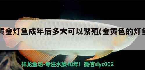 黃金燈魚成年后多大可以繁殖(金黃色的燈魚)