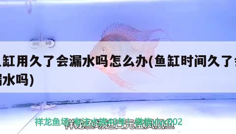 魚(yú)缸用久了會(huì)漏水嗎怎么辦(魚(yú)缸時(shí)間久了會(huì)漏水嗎) 印尼小紅龍