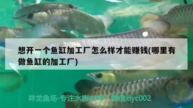 想開一個魚缸加工廠怎么樣才能賺錢(哪里有做魚缸的加工廠)