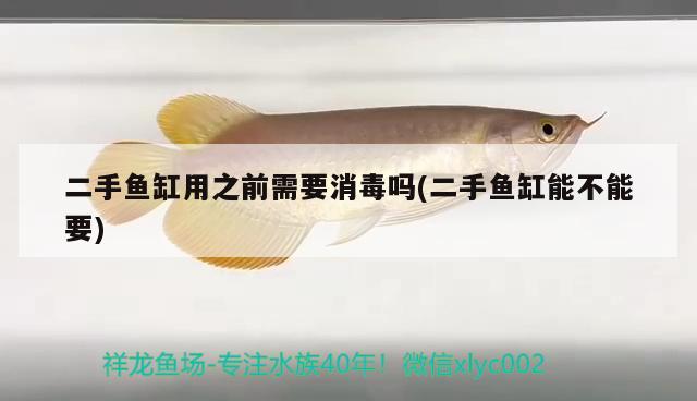 二手魚缸用之前需要消毒嗎(二手魚缸能不能要) 黃吉金龍（白子金龍魚）