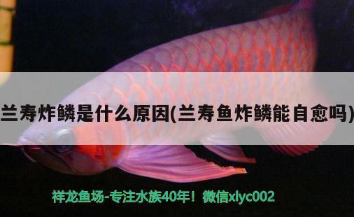 蘭壽炸鱗是什么原因(蘭壽魚炸鱗能自愈嗎)