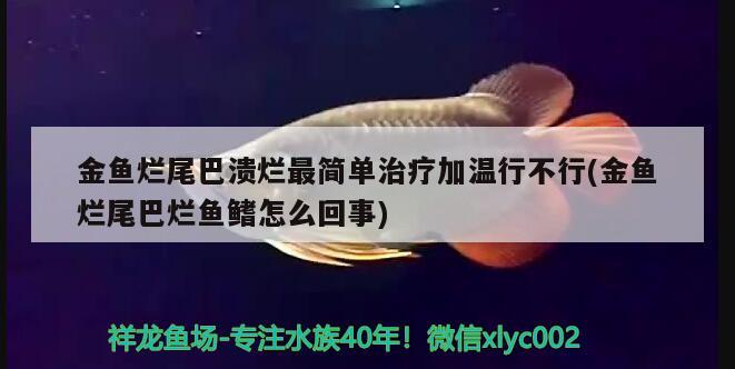 金魚爛尾巴潰爛最簡(jiǎn)單治療加溫行不行(金魚爛尾巴爛魚鰭怎么回事)