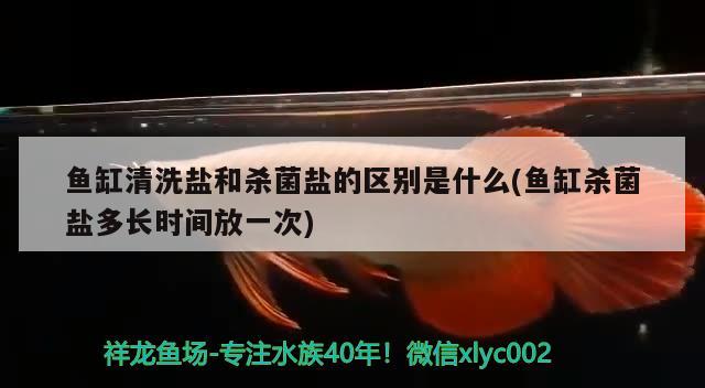 魚缸清洗鹽和殺菌鹽的區(qū)別是什么(魚缸殺菌鹽多長時間放一次) 帝王迷宮