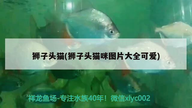 獅子頭貓(獅子頭貓咪圖片大全可愛) 觀賞魚