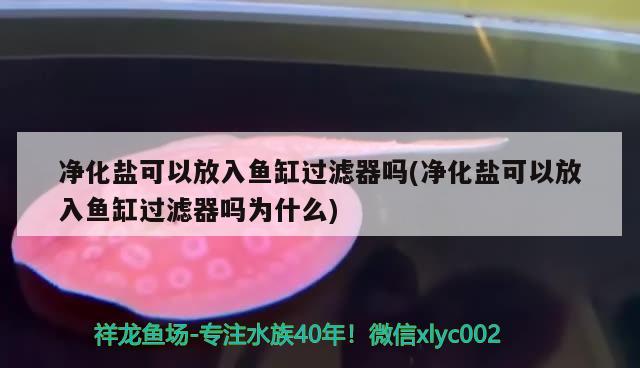 凈化鹽可以放入魚缸過濾器嗎(凈化鹽可以放入魚缸過濾器嗎為什么)