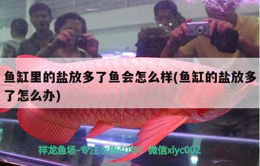 魚缸里的鹽放多了魚會怎么樣(魚缸的鹽放多了怎么辦)