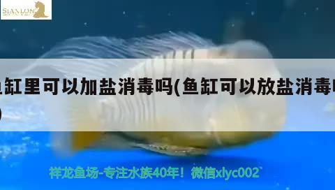 魚缸里可以加鹽消毒嗎(魚缸可以放鹽消毒嗎?)