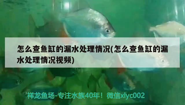 怎么查魚缸的漏水處理情況(怎么查魚缸的漏水處理情況視頻) 熊貓異形魚L46