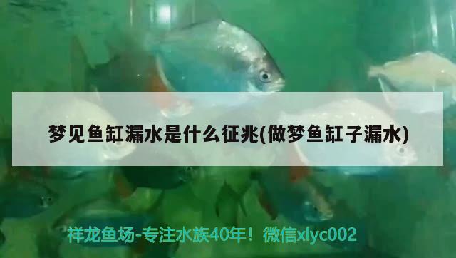 夢(mèng)見(jiàn)魚(yú)缸漏水是什么征兆(做夢(mèng)魚(yú)缸子漏水)