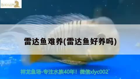 雷達(dá)魚(yú)難養(yǎng)(雷達(dá)魚(yú)好養(yǎng)嗎)