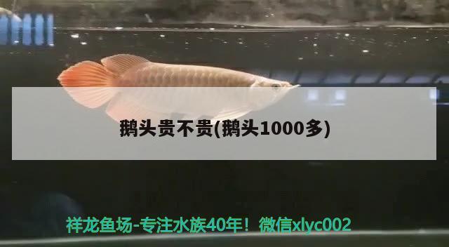 鵝頭貴不貴(鵝頭1000多) 觀賞魚