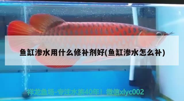 魚缸滲水用什么修補劑好(魚缸滲水怎么補)