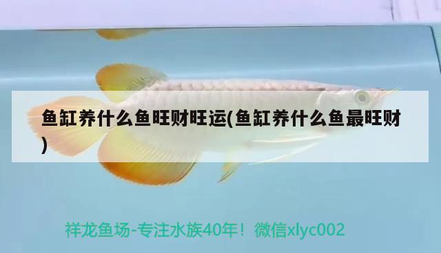 魚(yú)缸養(yǎng)什么魚(yú)旺財(cái)旺運(yùn)(魚(yú)缸養(yǎng)什么魚(yú)最旺財(cái)) 白子銀版魚(yú)