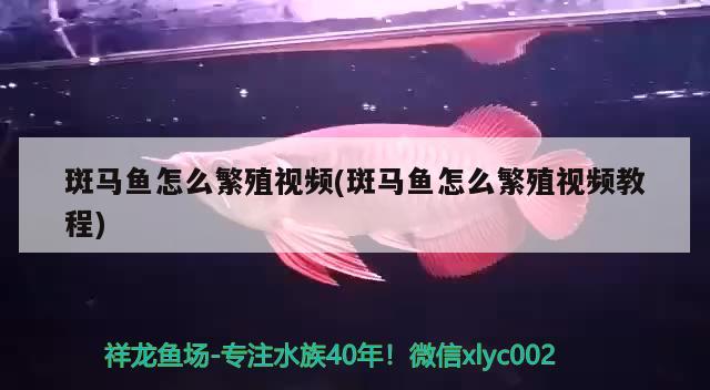 斑馬魚怎么繁殖視頻(斑馬魚怎么繁殖視頻教程) 觀賞魚