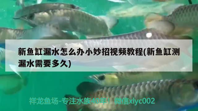 新魚缸漏水怎么辦小妙招視頻教程(新魚缸測漏水需要多久) 黃金斑馬魚