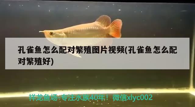 孔雀魚怎么配對繁殖圖片視頻(孔雀魚怎么配對繁殖好)