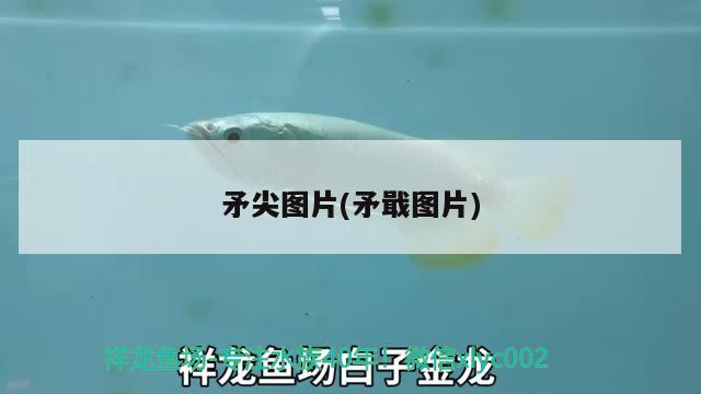 矛尖圖片(矛戢圖片) 觀賞魚