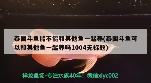 泰國(guó)斗魚能不能和其他魚一起養(yǎng)(泰國(guó)斗魚可以和其他魚一起養(yǎng)嗎1004無(wú)標(biāo)題) 泰國(guó)斗魚 第2張