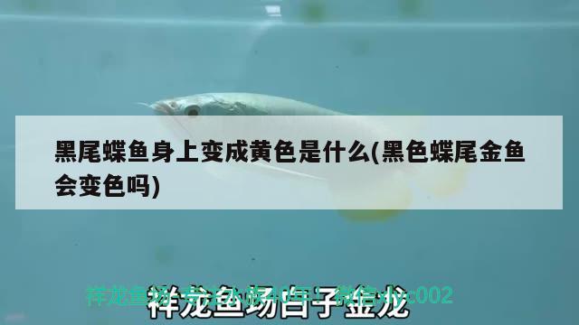 黑尾蝶魚(yú)身上變成黃色是什么(黑色蝶尾金魚(yú)會(huì)變色嗎) 觀賞魚(yú)