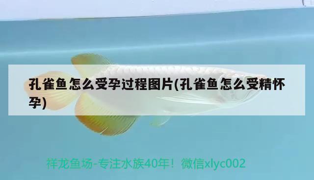 孔雀魚怎么受孕過程圖片(孔雀魚怎么受精懷孕) 觀賞魚