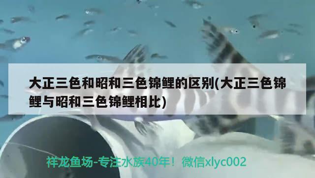 大正三色和昭和三色錦鯉的區(qū)別(大正三色錦鯉與昭和三色錦鯉相比) 三色錦鯉魚