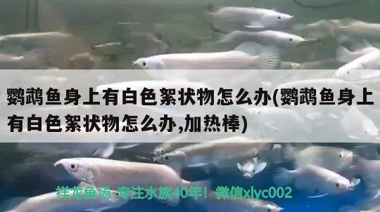 鸚鵡魚身上有白色絮狀物怎么辦(鸚鵡魚身上有白色絮狀物怎么辦,加熱棒)