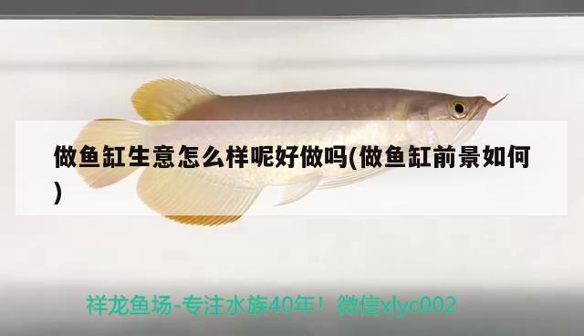 做魚缸生意怎么樣呢好做嗎(做魚缸前景如何) 白子紅龍魚