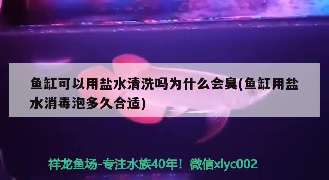 魚缸可以用鹽水清洗嗎為什么會臭(魚缸用鹽水消毒泡多久合適) 申古銀版魚