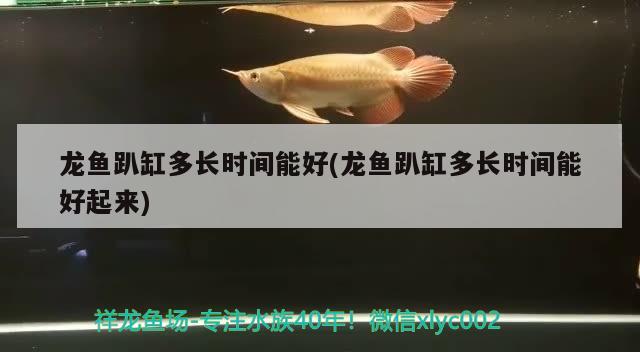 龍魚趴缸多長時(shí)間能好(龍魚趴缸多長時(shí)間能好起來)