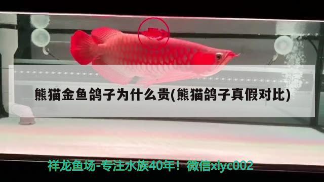 熊貓金魚鴿子為什么貴(熊貓鴿子真假對比)