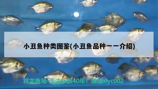 小丑魚種類圖鑒(小丑魚品種一一介紹) 海水魚