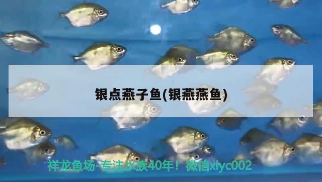 銀點(diǎn)燕子魚(銀燕燕魚)