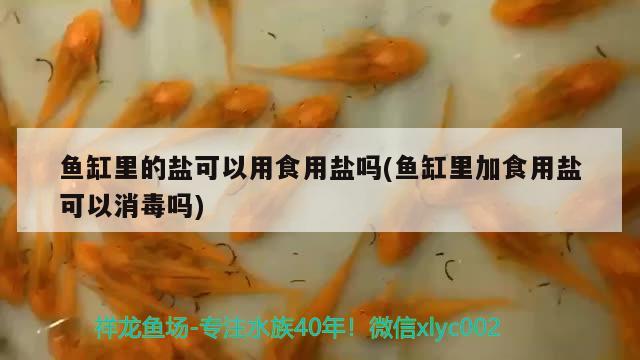 魚缸里的鹽可以用食用鹽嗎(魚缸里加食用鹽可以消毒嗎)