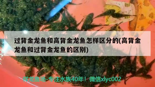 過背金龍魚和高背金龍魚怎樣區(qū)分的(高背金龍魚和過背金龍魚的區(qū)別) 高背金龍魚