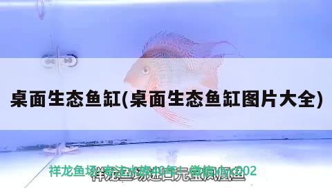 桌面生態(tài)魚(yú)缸(桌面生態(tài)魚(yú)缸圖片大全) 黑金魟魚(yú)