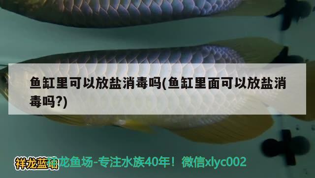 魚(yú)缸里可以放鹽消毒嗎(魚(yú)缸里面可以放鹽消毒嗎?) 大湖紅龍魚(yú)