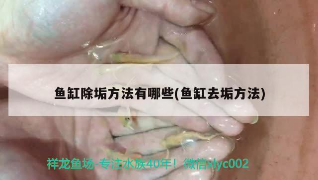 魚缸除垢方法有哪些(魚缸去垢方法) 電鰻