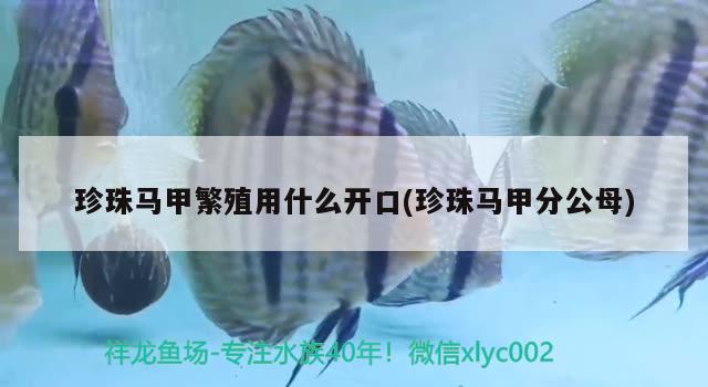 珍珠馬甲繁殖用什么開口(珍珠馬甲分公母) 觀賞魚