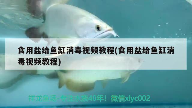 食用鹽給魚缸消毒視頻教程(食用鹽給魚缸消毒視頻教程)