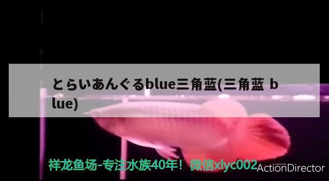 とらいあんぐるblue三角藍(lán)(三角藍(lán)blue) 觀賞魚