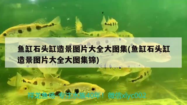 魚缸石頭缸造景圖片大全大圖集(魚缸石頭缸造景圖片大全大圖集錦) 金龍福龍魚 第2張