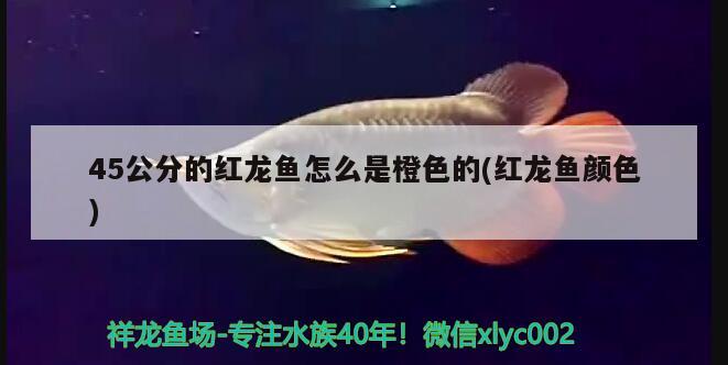 45公分的紅龍魚怎么是橙色的(紅龍魚顏色)