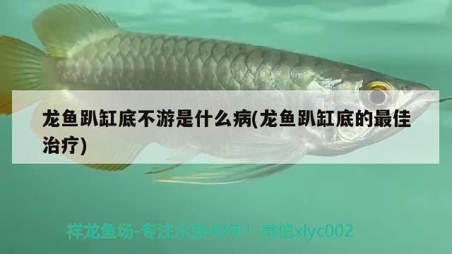 龍魚趴缸底不游是什么病(龍魚趴缸底的最佳治療) 觀賞魚