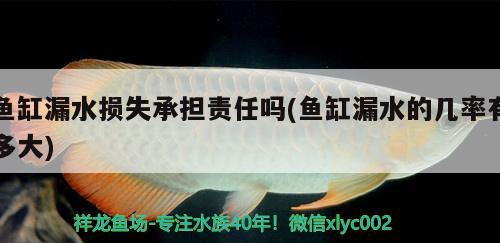 魚(yú)缸漏水損失承擔(dān)責(zé)任嗎(魚(yú)缸漏水的幾率有多大) 金龍福龍魚(yú)