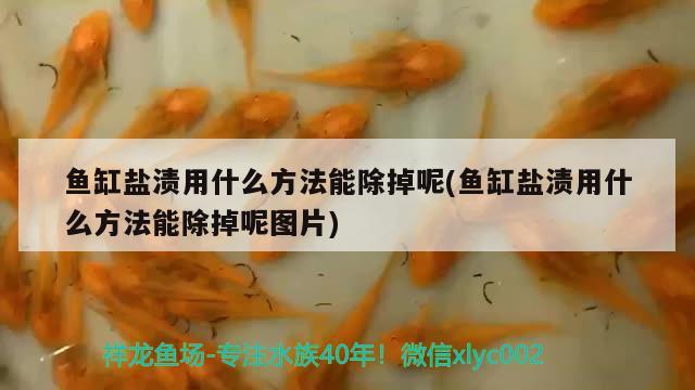 魚缸鹽漬用什么方法能除掉呢(魚缸鹽漬用什么方法能除掉呢圖片) 白子黃化銀龍魚