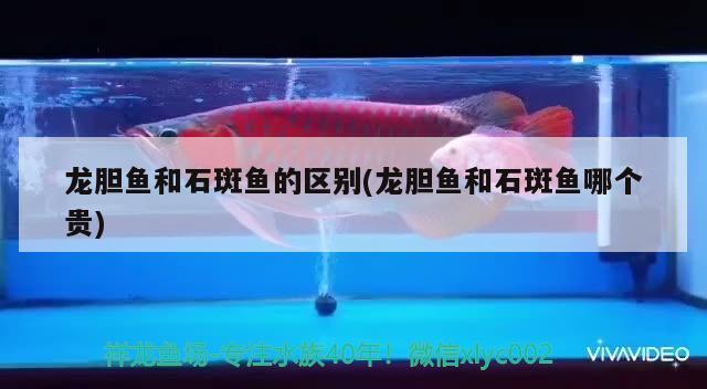 龍膽魚和石斑魚的區(qū)別(龍膽魚和石斑魚哪個貴) 觀賞魚