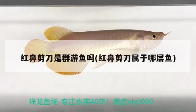 紅鼻剪刀是群游魚(yú)嗎(紅鼻剪刀屬于哪層魚(yú))