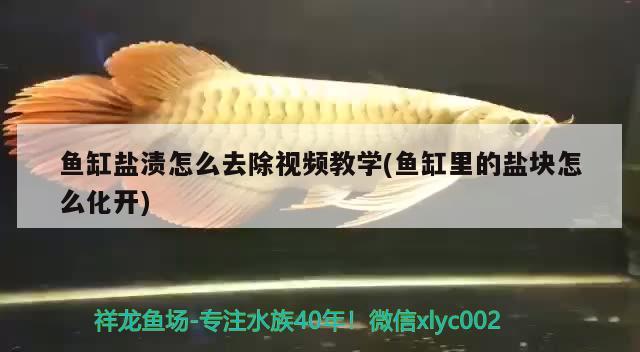 魚缸鹽漬怎么去除視頻教學(xué)(魚缸里的鹽塊怎么化開(kāi))